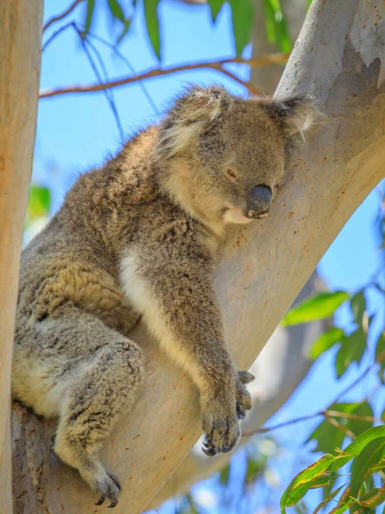 koala-tree-sleeping